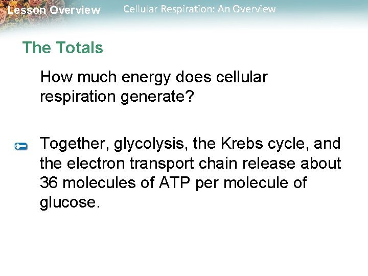 Lesson Overview Cellular Respiration: An Overview The Totals How much energy does cellular respiration