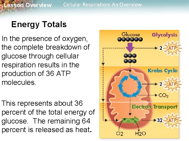 Lesson Overview Cellular Respiration: An Overview Energy Totals In the presence of oxygen, the