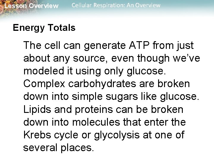 Lesson Overview Cellular Respiration: An Overview Energy Totals The cell can generate ATP from