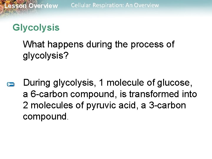 Lesson Overview Cellular Respiration: An Overview Glycolysis What happens during the process of glycolysis?