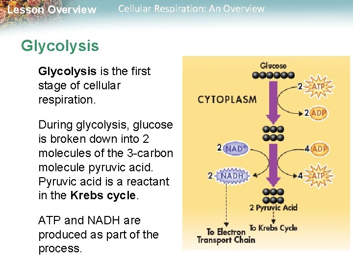 Lesson Overview Cellular Respiration: An Overview Glycolysis is the first stage of cellular respiration.