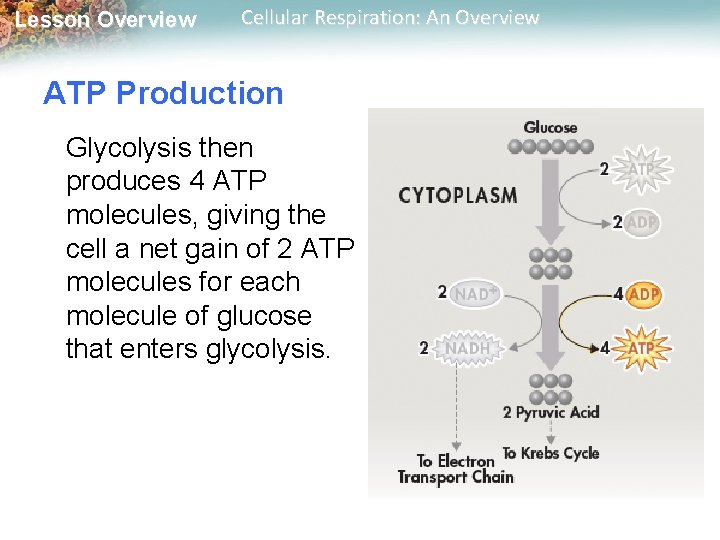 Lesson Overview Cellular Respiration: An Overview ATP Production Glycolysis then produces 4 ATP molecules,