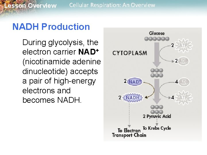 Lesson Overview Cellular Respiration: An Overview NADH Production During glycolysis, the electron carrier NAD+