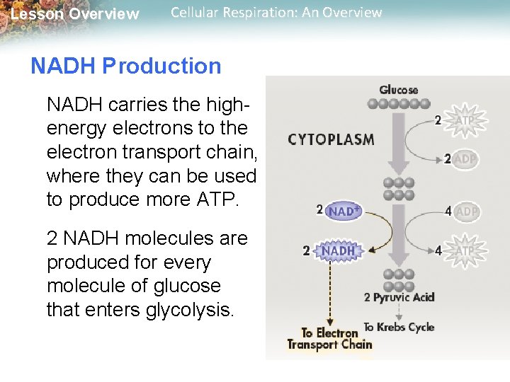 Lesson Overview Cellular Respiration: An Overview NADH Production NADH carries the highenergy electrons to