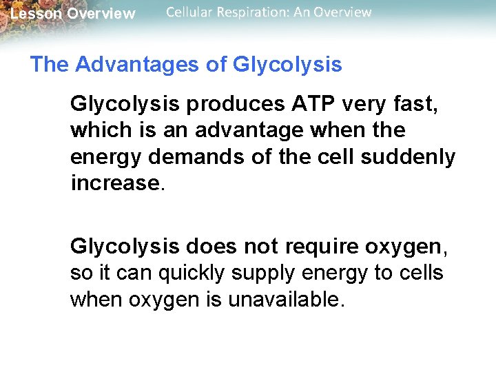 Lesson Overview Cellular Respiration: An Overview The Advantages of Glycolysis produces ATP very fast,