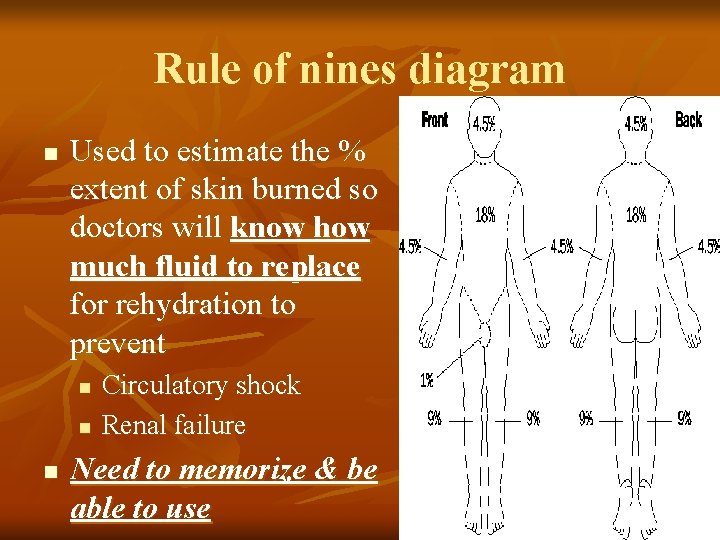 Rule of nines diagram n Used to estimate the % extent of skin burned Rule of nines diagram n Used to estimate the % extent of skin burned