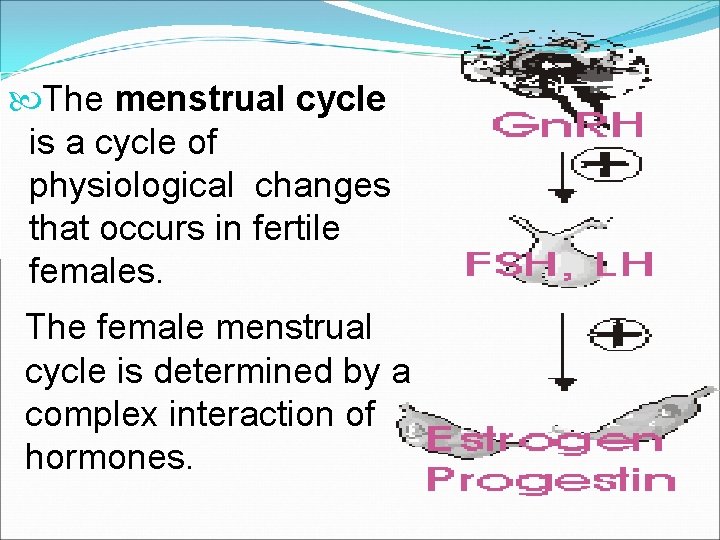  The menstrual cycle is a cycle of physiological changes that occurs in fertile