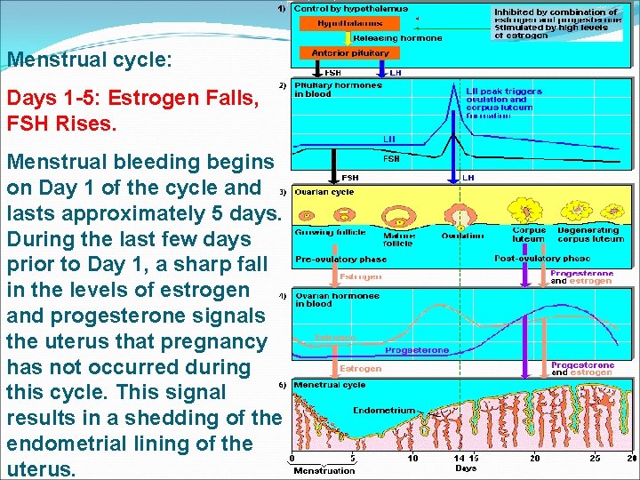 Menstrual cycle: Days 1 -5: Estrogen Falls, FSH Rises. Menstrual bleeding begins on Day