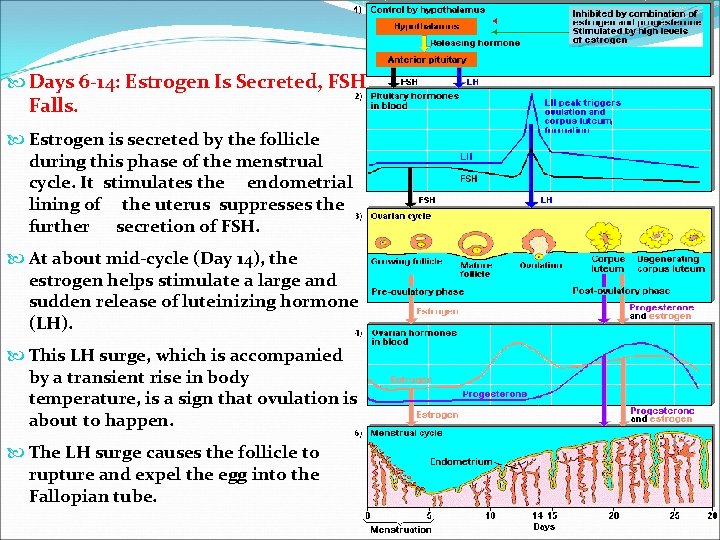  Days 6 -14: Estrogen Is Secreted, FSH Falls. Estrogen is secreted by the