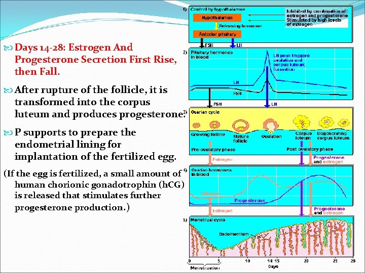  Days 14 -28: Estrogen And Progesterone Secretion First Rise, then Fall. After rupture