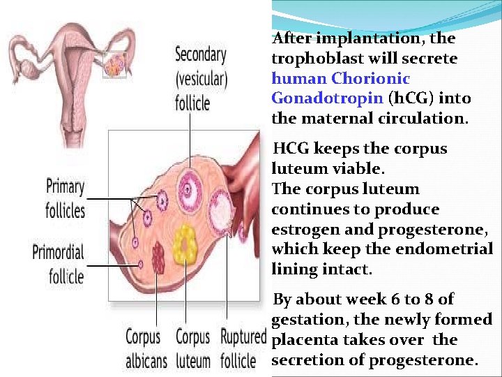  After implantation, the trophoblast will secrete human Chorionic Gonadotropin (h. CG) into the