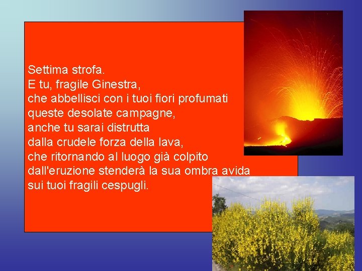 Settima strofa. E tu, fragile Ginestra, che abbellisci con i tuoi fiori profumati queste Settima strofa. E tu, fragile Ginestra, che abbellisci con i tuoi fiori profumati queste