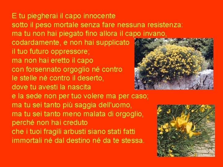 E tu piegherai il capo innocente sotto il peso mortale senza fare nessuna resistenza: E tu piegherai il capo innocente sotto il peso mortale senza fare nessuna resistenza: