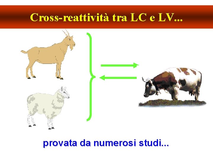 Cross-reattività tra LC e LV. . . provata da numerosi studi. . . 