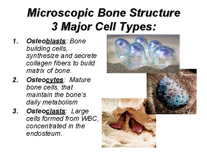 Microscopic Bone Structure 3 Major Cell Types: 1. 2. 3. Osteoblasts: Bone building cells,