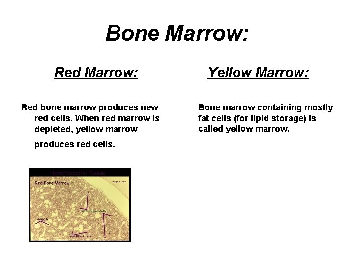 Bone Marrow: Red bone marrow produces new red cells. When red marrow is depleted,