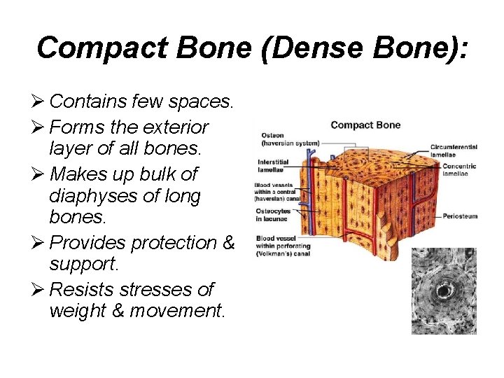 Compact Bone (Dense Bone): Ø Contains few spaces. Ø Forms the exterior layer of