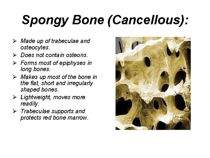 Spongy Bone (Cancellous): Ø Made up of trabeculae and osteocytes. Ø Does not contain