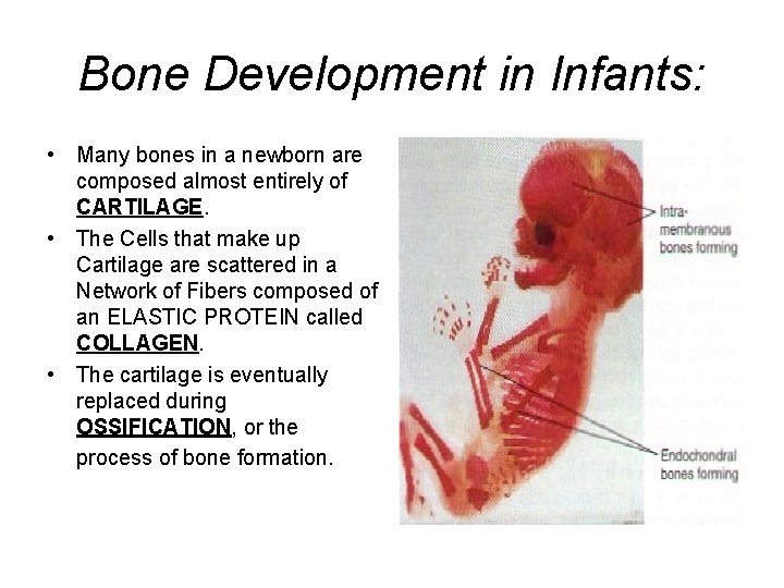Bone Development in Infants: • Many bones in a newborn are composed almost entirely