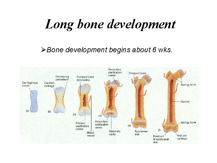 Long bone development ØBone development begins about 6 wks. 