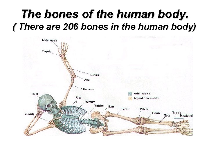 The bones of the human body. ( There are 206 bones in the human