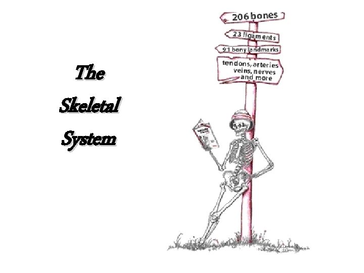 The Skeletal System 