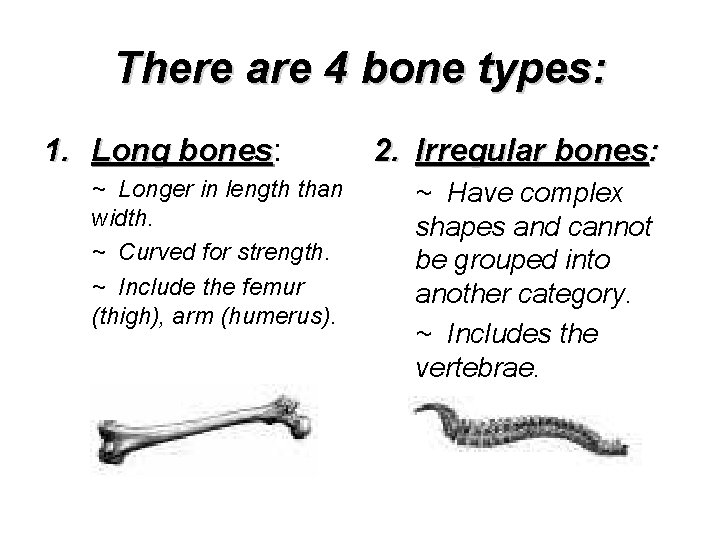 There are 4 bone types: 1. Long bones: bones ~ Longer in length than