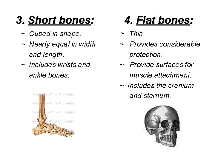 3. Short bones: ~ Cubed in shape. ~ Nearly equal in width and length.