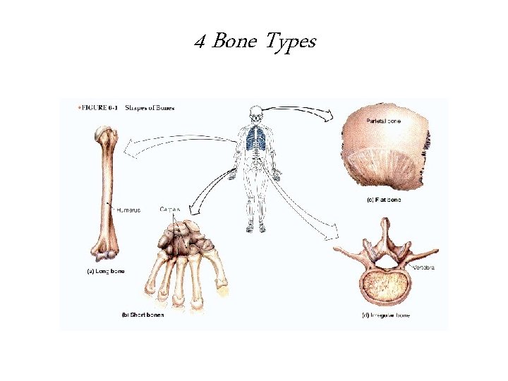 4 Bone Types 