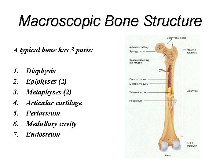 Macroscopic Bone Structure A typical bone has 3 parts: 1. 2. 3. 4. 5.