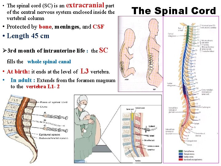  • The spinal cord (SC) is an extracranial part of the central nervous