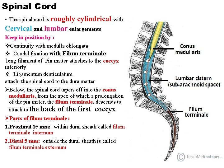 Spinal Cord • The spinal cord is roughly cylindrical with Cervical and lumbar enlargements