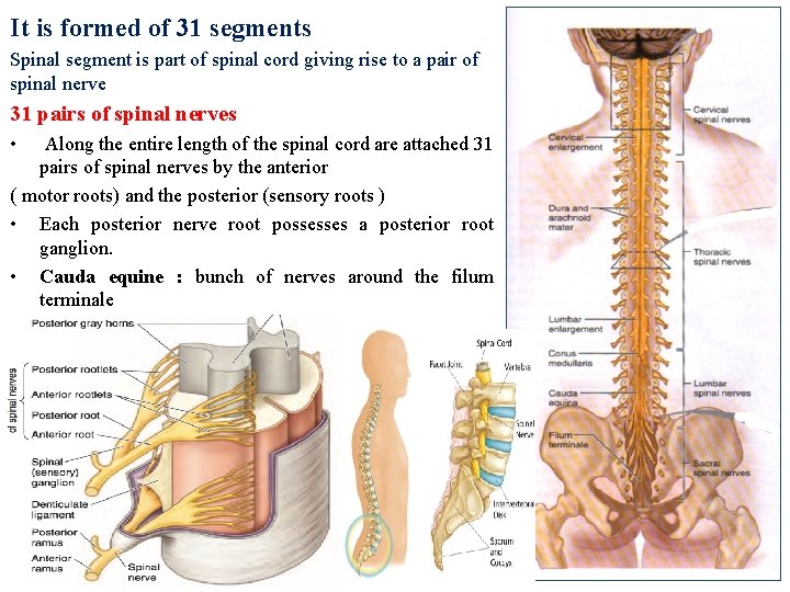 It is formed of 31 segments Spinal segment is part of spinal cord giving