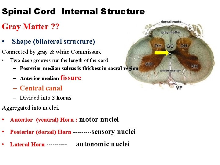 Spinal Cord Internal Structure Gray Matter ? ? • Shape (bilateral structure) Connected by