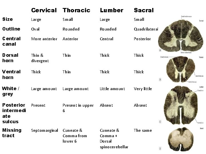 Cervical Thoracic Lumber Sacral Size Large Small Outline Oval Rounded Quadrilateral Central canal More