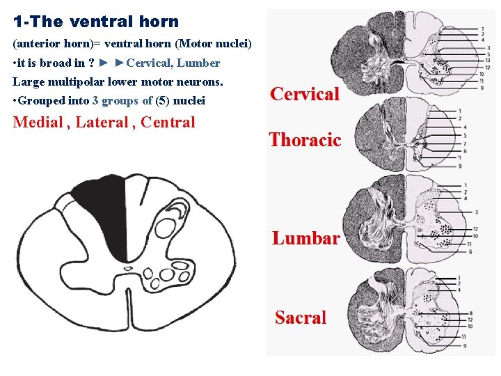 1 -The ventral horn (anterior horn)= ventral horn (Motor nuclei) • it is broad