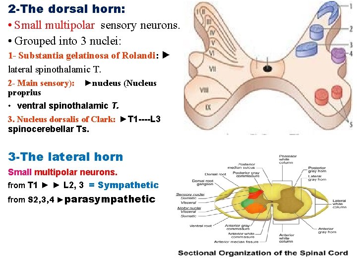 2 -The dorsal horn: • Small multipolar sensory neurons. • Grouped into 3 nuclei: