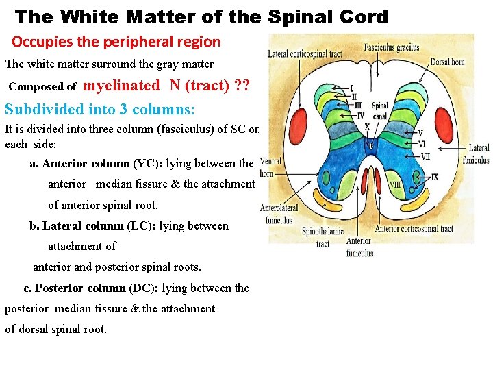 The White Matter of the Spinal Cord Occupies the peripheral region The white matter