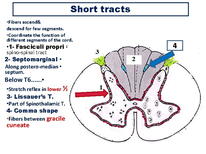 Short tracts: Short 1 -The fasciculi tracts proprii • Fibers ascend& descend for few