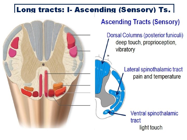 Long tracts: I- Ascending (Sensory) Ts. 