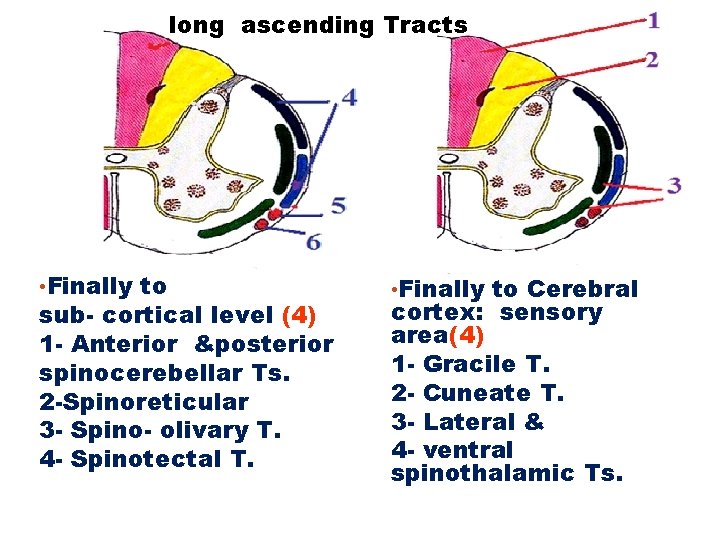 long ascending Tracts • Finally to sub- cortical level (4) 1 - Anterior &posterior