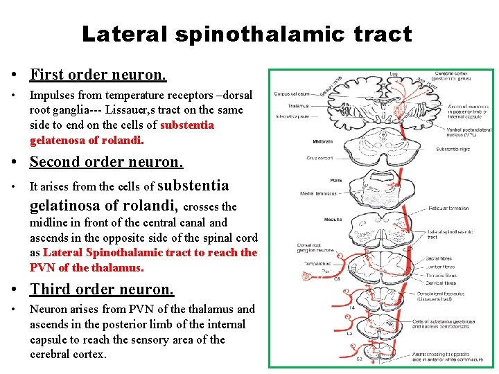 Lateral spinothalamic tract • First order neuron. • Impulses from temperature receptors –dorsal root