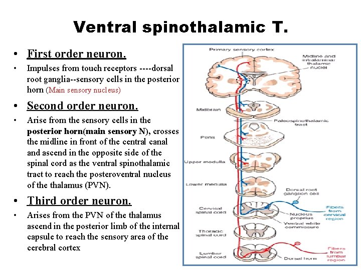 Ventral spinothalamic T. • First order neuron. • Impulses from touch receptors ----dorsal root