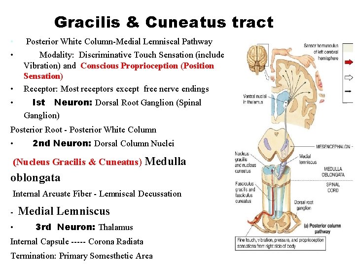 Gracilis & Cuneatus tract • • Posterior White Column-Medial Lemniscal Pathway Modality: Discriminative Touch