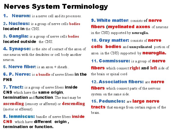 Nerves System Terminology 1. Neuron: is a nerve cell and its processes. 2. Nucleus: