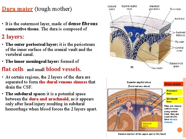 Dura mater (tough mother) • It is the outermost layer, made of dense fibrous