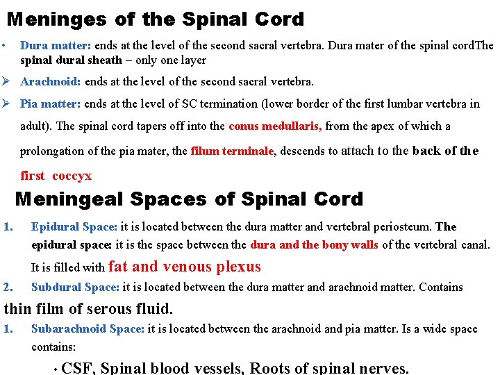 Meninges of the Spinal Cord • Dura matter: ends at the level of the