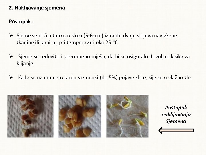 2. Naklijavanje sjemena Postupak : Sjeme se drži u tankom sloju (5 -6 -cm)