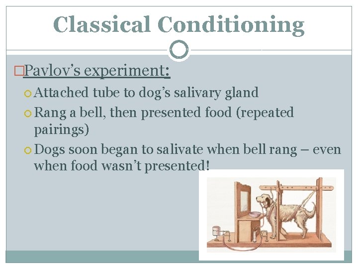 Classical Conditioning �Pavlov’s experiment: Attached tube to dog’s salivary gland Rang a bell, then