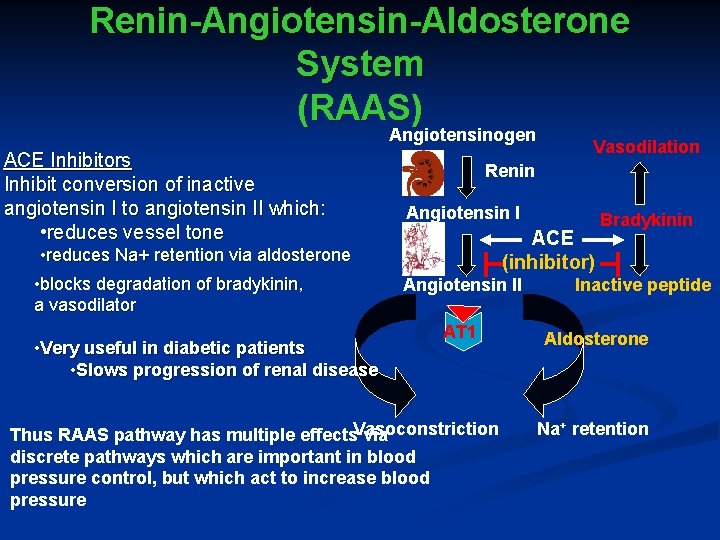 Renin-Angiotensin-Aldosterone System (RAAS) Angiotensinogen ACE Inhibitors Inhibit conversion of inactive angiotensin I to angiotensin